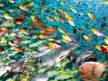 Ігра Fish Swirls Slider