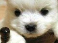 Игра Cute puppy