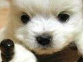 Ігра Cute puppy