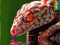 Игра Thirsty red gecko puzzle
