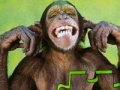Ігра Monkey puzzle