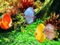 Игра Deep Colorful Ocean Fishes: Puzzle
