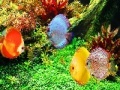 Ігра Deep Colorful Ocean Fishes: Puzzle