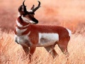 Ігра Hungry alone antelope puzzle