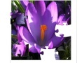 Игра Jigsaw Nature: Crocus