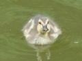 Ігра Baby Ducks Jigsaw