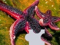 Игра Ocean sea stars puzzle