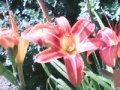 Ігра Flowers