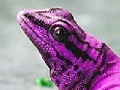 Ігра Pink chameleon slide puzzle