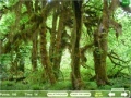 Ігра Mushroom Collector 4