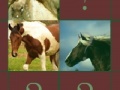 Ігра Cool Horse Memory
