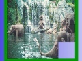 Ігра Elephants in the sea slide puzzle