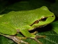 Игра Frog Slider