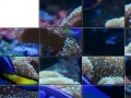 Игра Tropical Fish Slider Puzzle