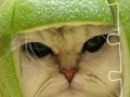 Игра Funny Cat puzzle