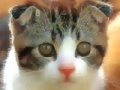 Игра Cute Kitties Hidden Numbers
