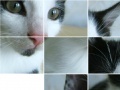 Игра Kitten Puzzle