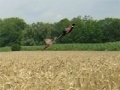 Игра Pheasant Hunting