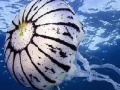 Игра Ocean jellyfish puzzle
