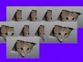 Игра Ceiling Cat Invaders