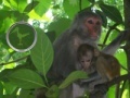 Игра Hidden Animals: Baby Monkeys