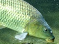 Игра Carp Jigsaw