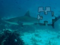 Игра Shark Puzzle