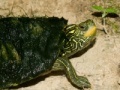 Игра Map Turtle Jigsaw