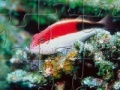 Игра Fish Jigsaw