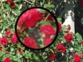 Игра Rose Garden Hidden Numbers