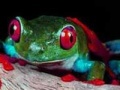 Игра Two brave frogs puzzle