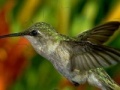 Игра Hummingbird