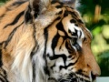 Игра Sumatran Tiger Jigsaw