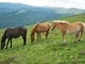 Игра Jigsaw Three of Horses