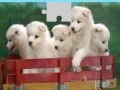 Игра Puppies Puzzle