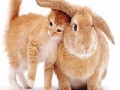 Игра Cute cat and rabbit slide puzzle