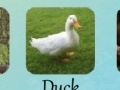 Игра Animal Quiz