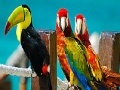 Игра Colorful parrots slide puzzle