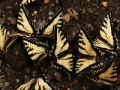 Игра Butterflies Slider