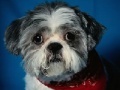 Игра Dog Jigsaw -2