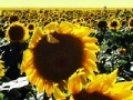 Игра Sunflowers jigsaw