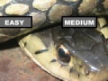 Игра Garter Snake Jigsaw Puzzle