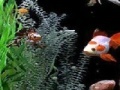 Игра Jigsaw: fish
