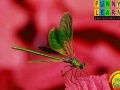 Игра Puzzle with green streety