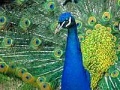 Игра Puzzles Peacock