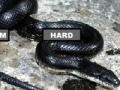 Игра Black Rat Snake Jigsaw Puzzle