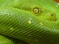 Игра Snakes hidden images