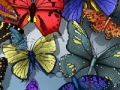 Игра Find the spot butterflies