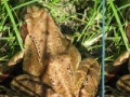 Игра Frogs Differences