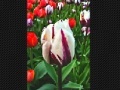 Игра Tulip flower